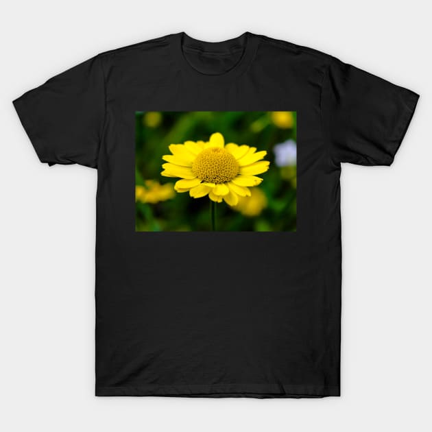 Yellow Anthemis on the dark background T-Shirt by lena-maximova